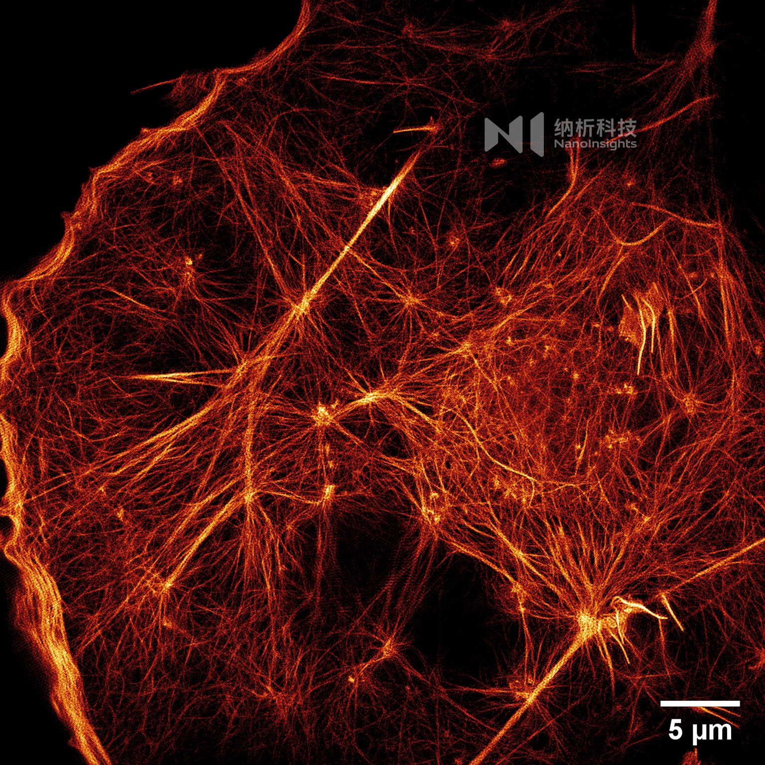 actin-TRIF-SIM Multi-SIM官网图细胞+水印.jpg